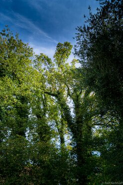 GreenTrees