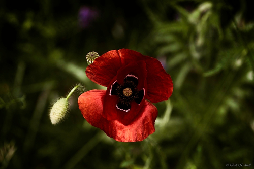 Mohn