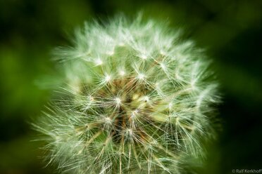 Pusteblume