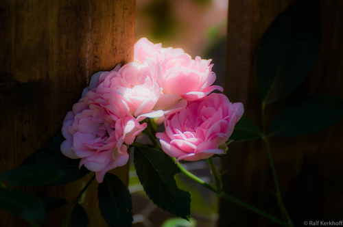 RoseDoor