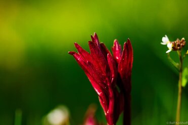 Red Beauty