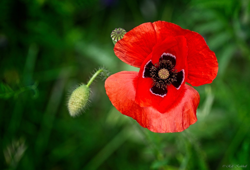 Blühender Mohn