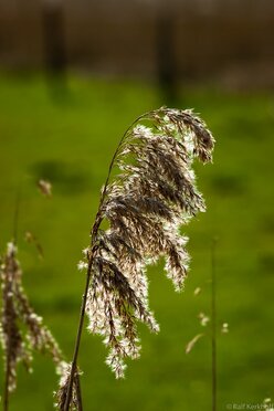 In The Wind