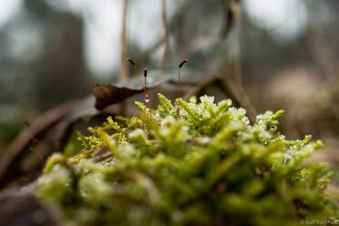 Mossy