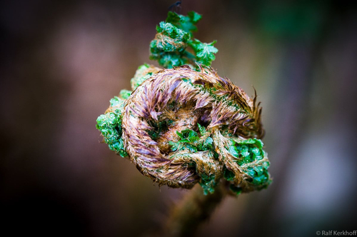 Rolled