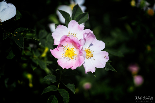 Heckenblüten