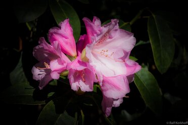 Rhododendron