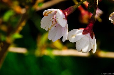 Kirschblüte