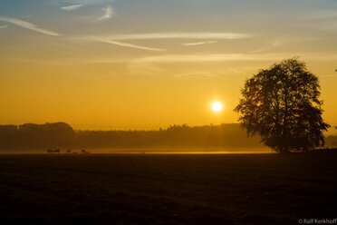 Big Tree