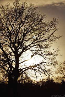 Brown Tree