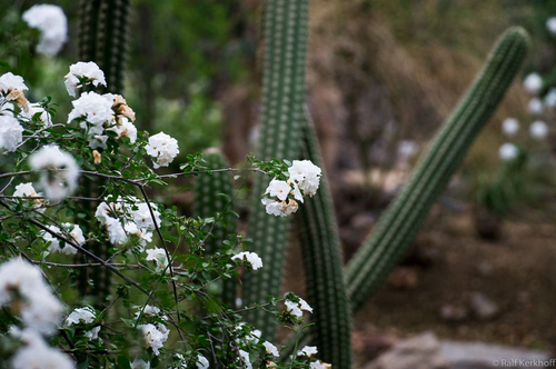 Desert Spring