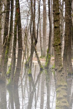 Ground Fog