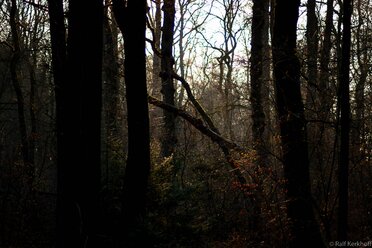 Evening Forest