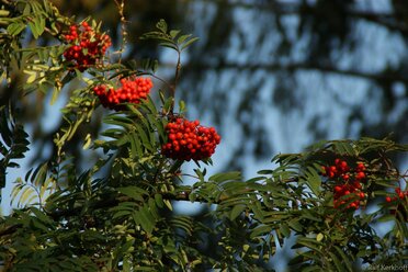 Berries