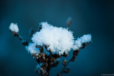 Schneehaube