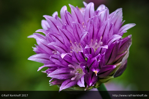 Staudenblüte
