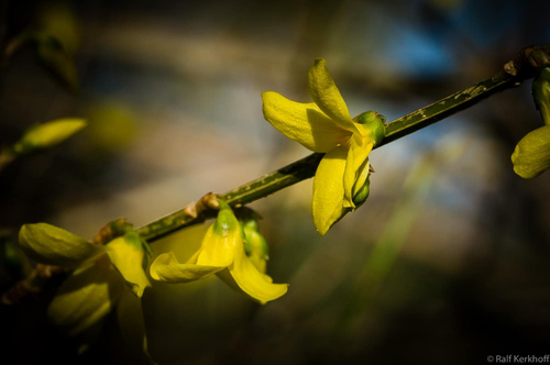 Blüten