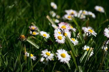 Blumenwiese