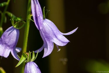 Sommerblüte