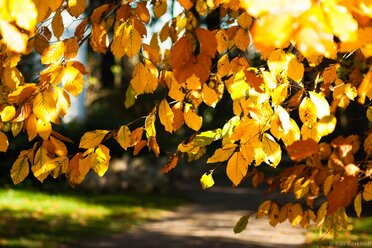 Herbstblätter