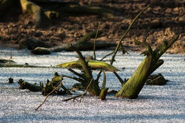 Dead Tree