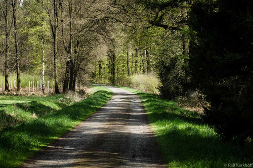 Waldweg