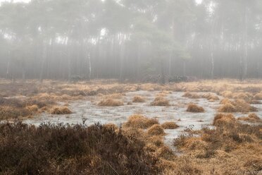 Foggy Trees