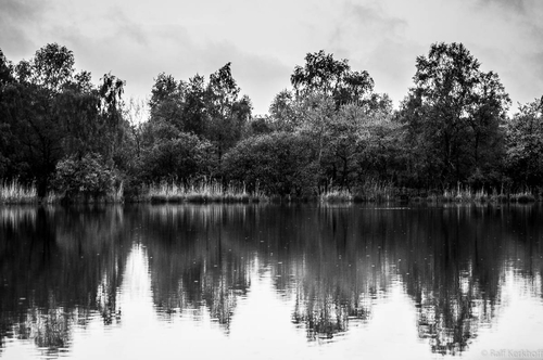 Swamp