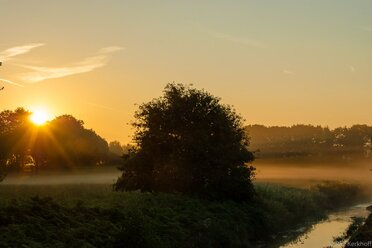 Morning Tree