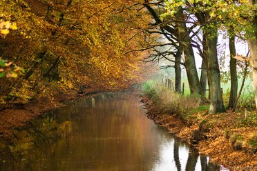 Herbstwald