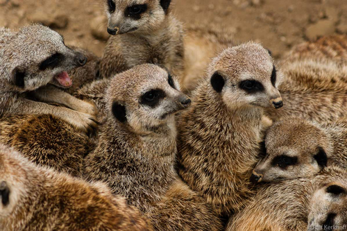 Gruppenkuscheln