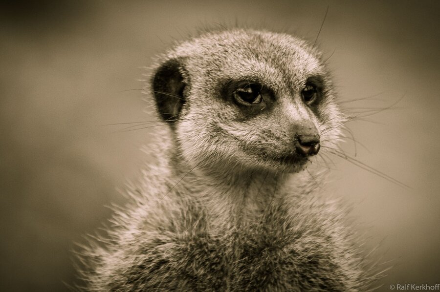 Erdmännchen