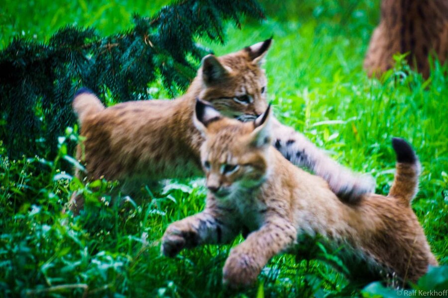 Grosskatzen
