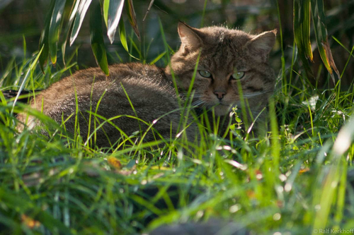 Im Gras