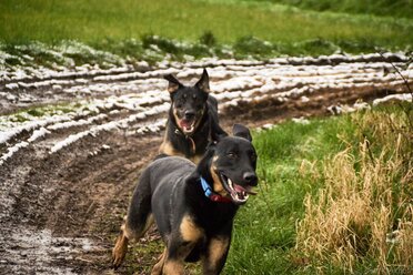 Hunderennen