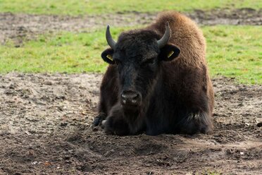 Bison