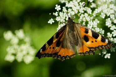 Schmetterling