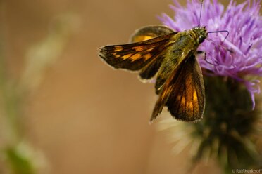 Schmetterling