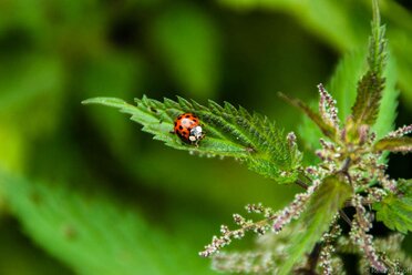 Marienkäfer