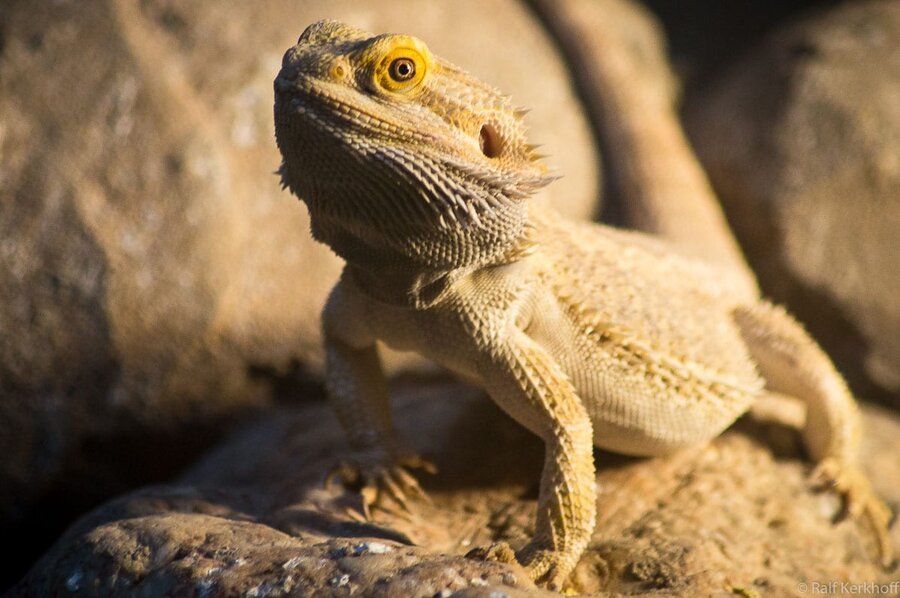 Reptilien
