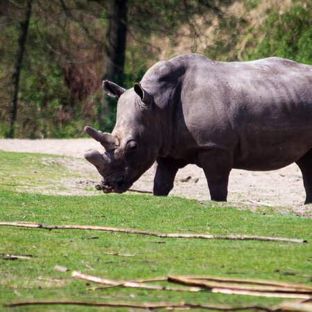 Burgers Zoo