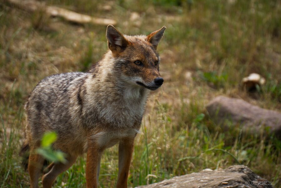 Naturzoo Rheine