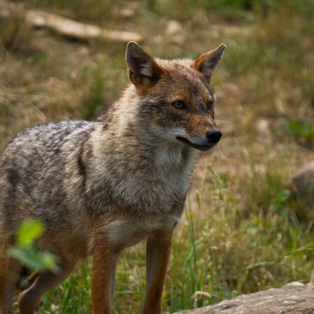 Naturzoo Rheine