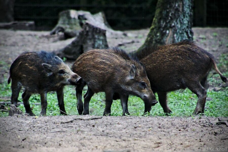 Wildpark Frankenhof