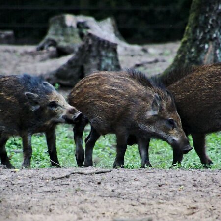 Wildpark Frankenhof