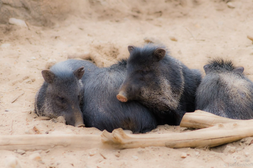 Gruppenkuscheln