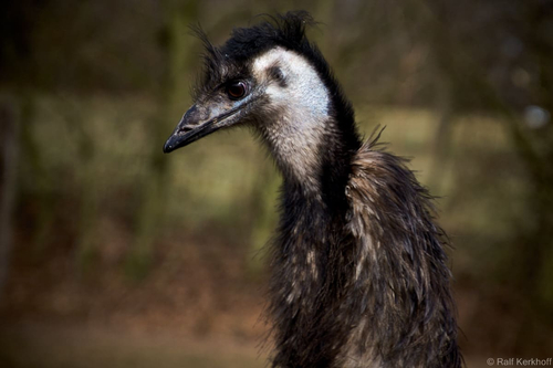 Emu