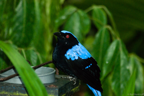 Bluebird