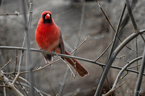 Red Bird