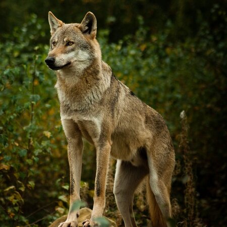 Watcher